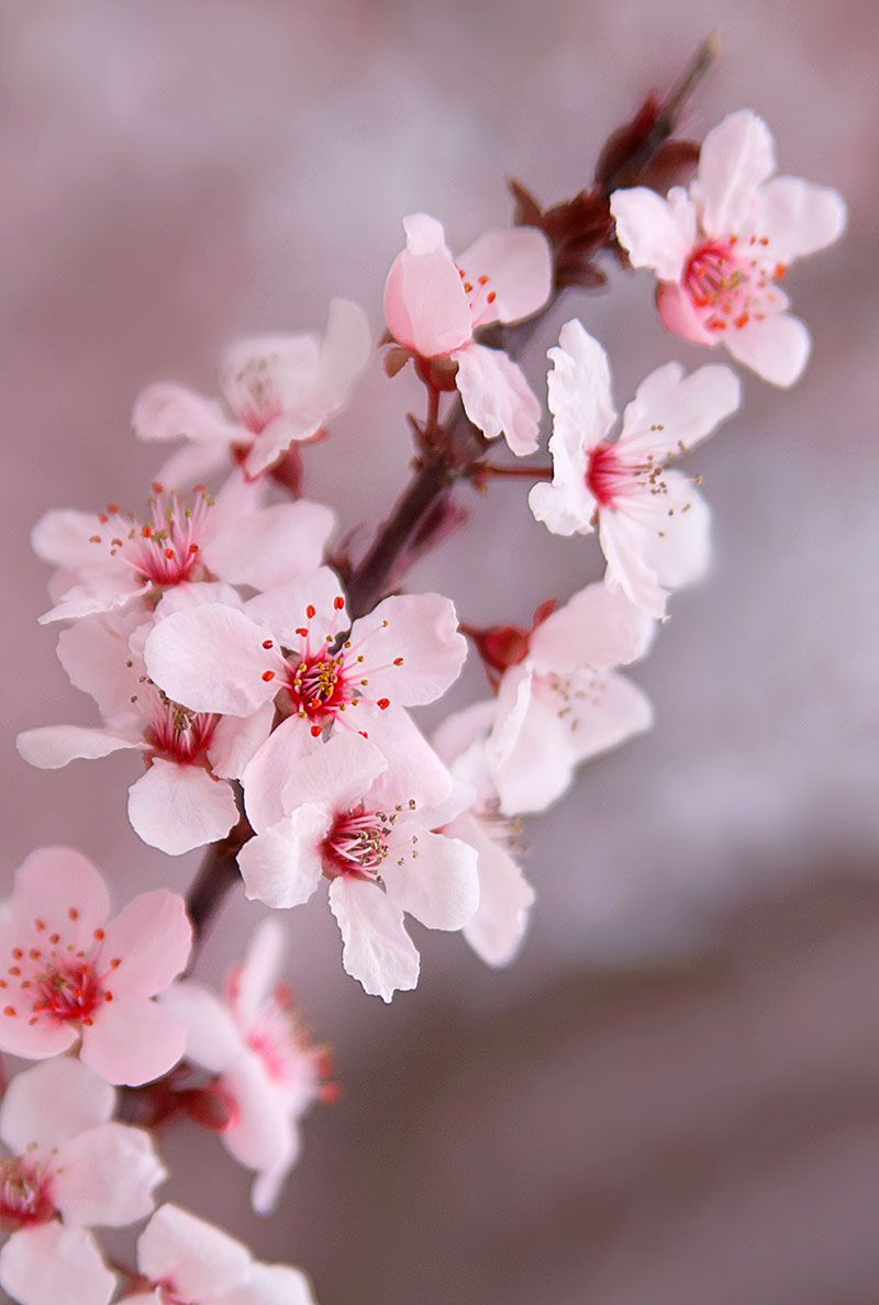 Avatar for Cherry Blossom Lawn Care