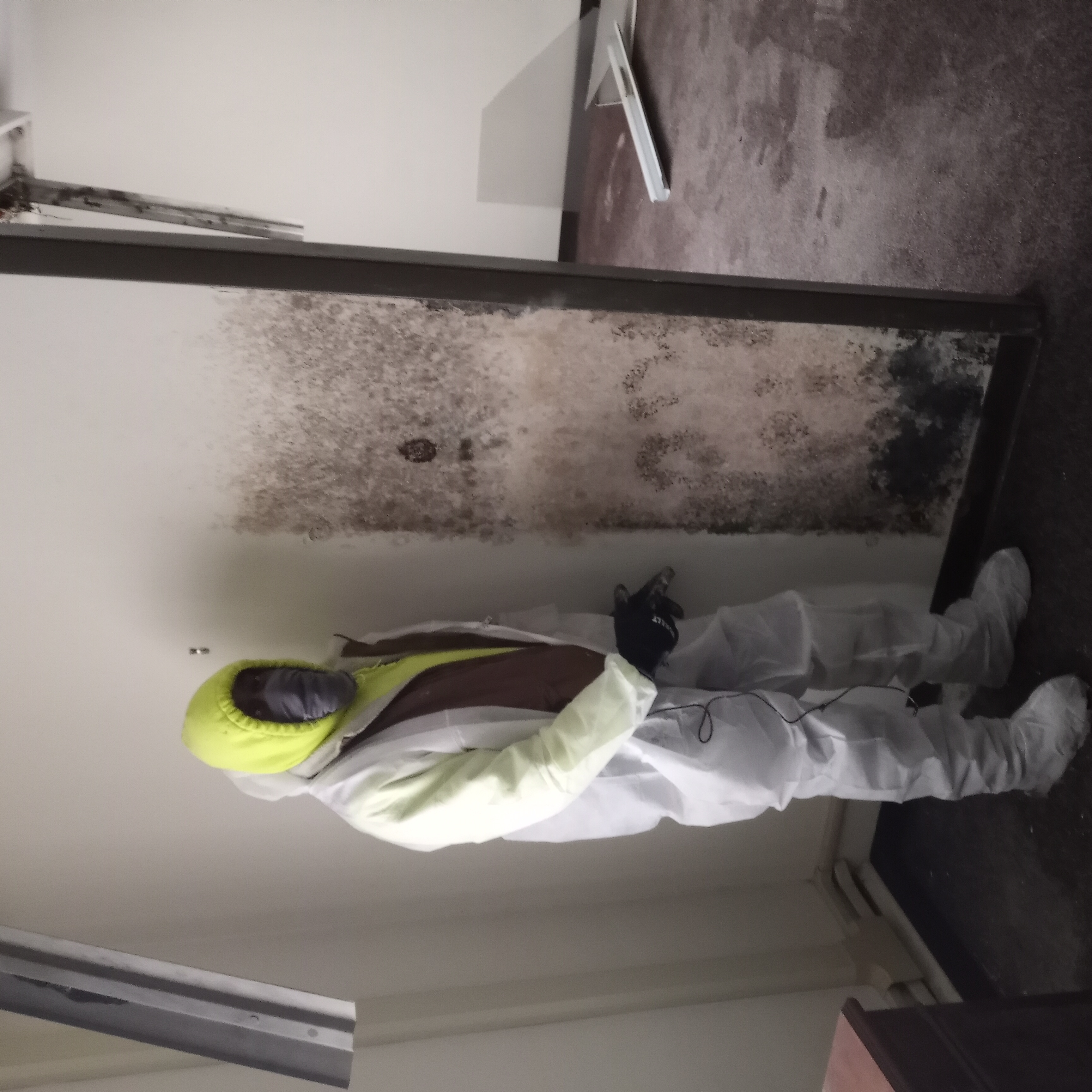 Loving Mold Removal logo