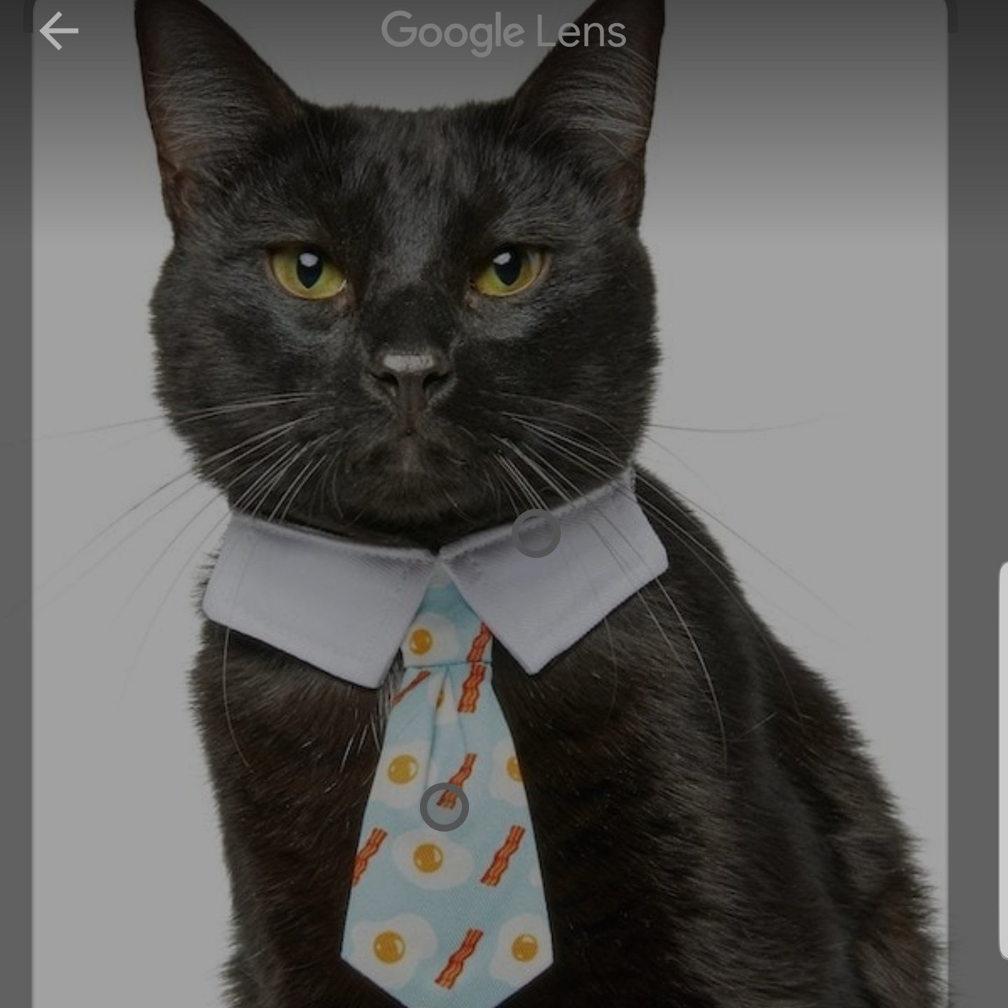 Purrfect Cleaners logo