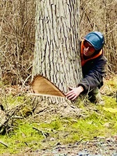 Logo for WILLOWTREE ARBORISTS