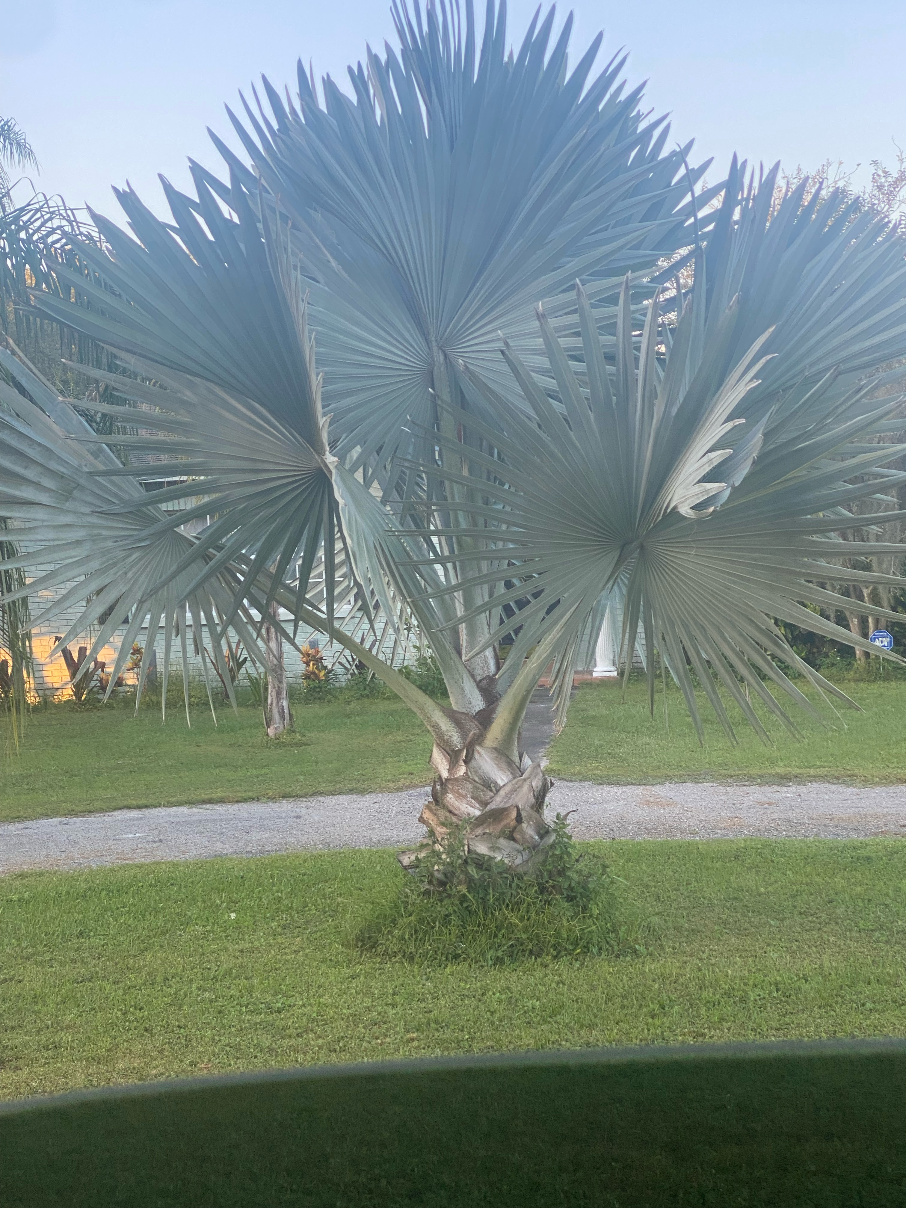 Tree Removal Inc logo