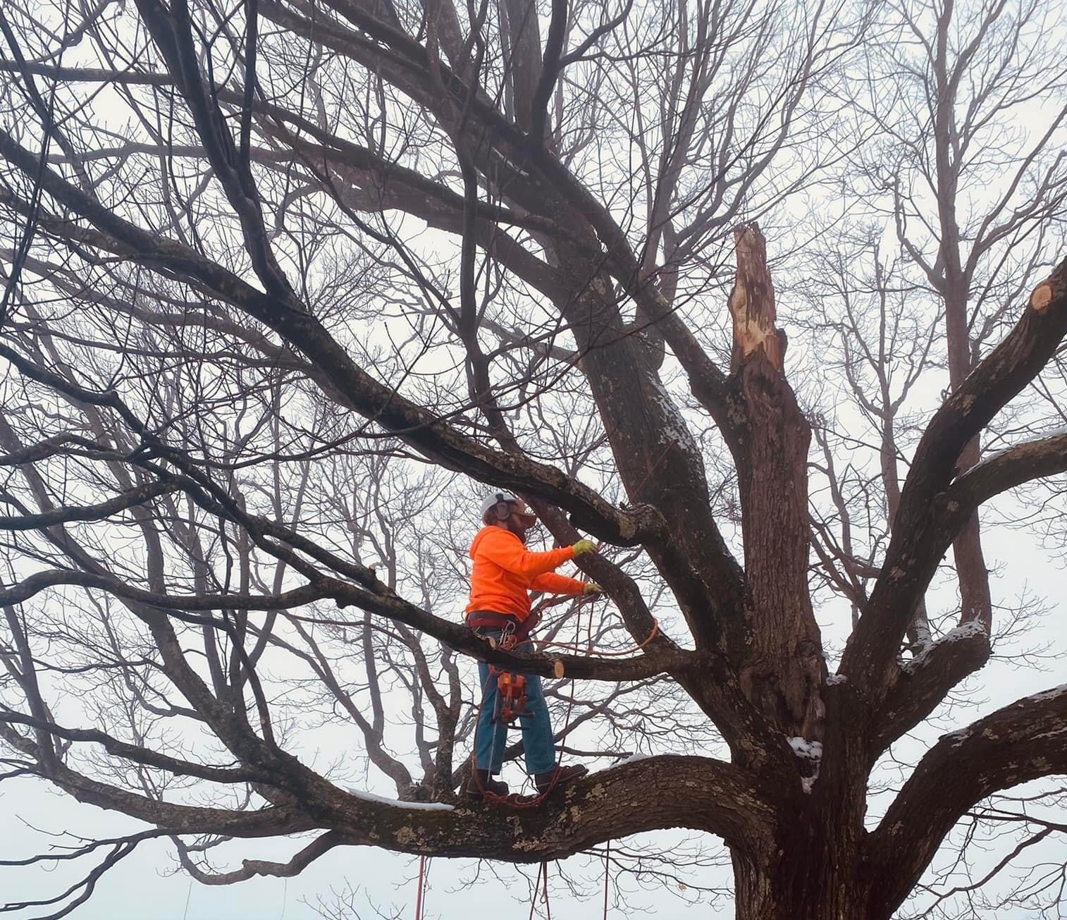 Avatar for LeVasseur Tree Service