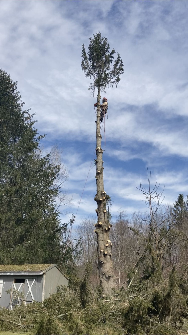Saw It All Tree Worx logo
