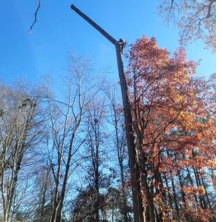 Avatar for L J Tree Care And Landscaping LLC,