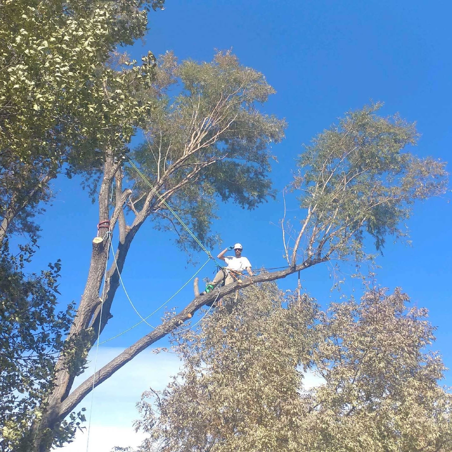 Avatar for Forrest Tree Care