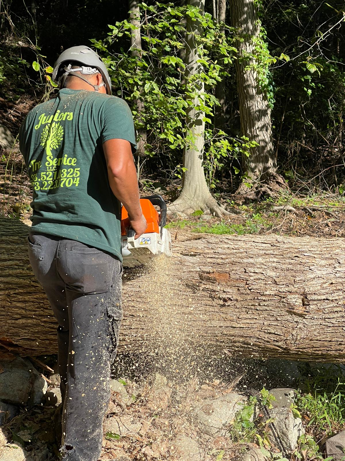 Avatar for Junior Tree Service LLC