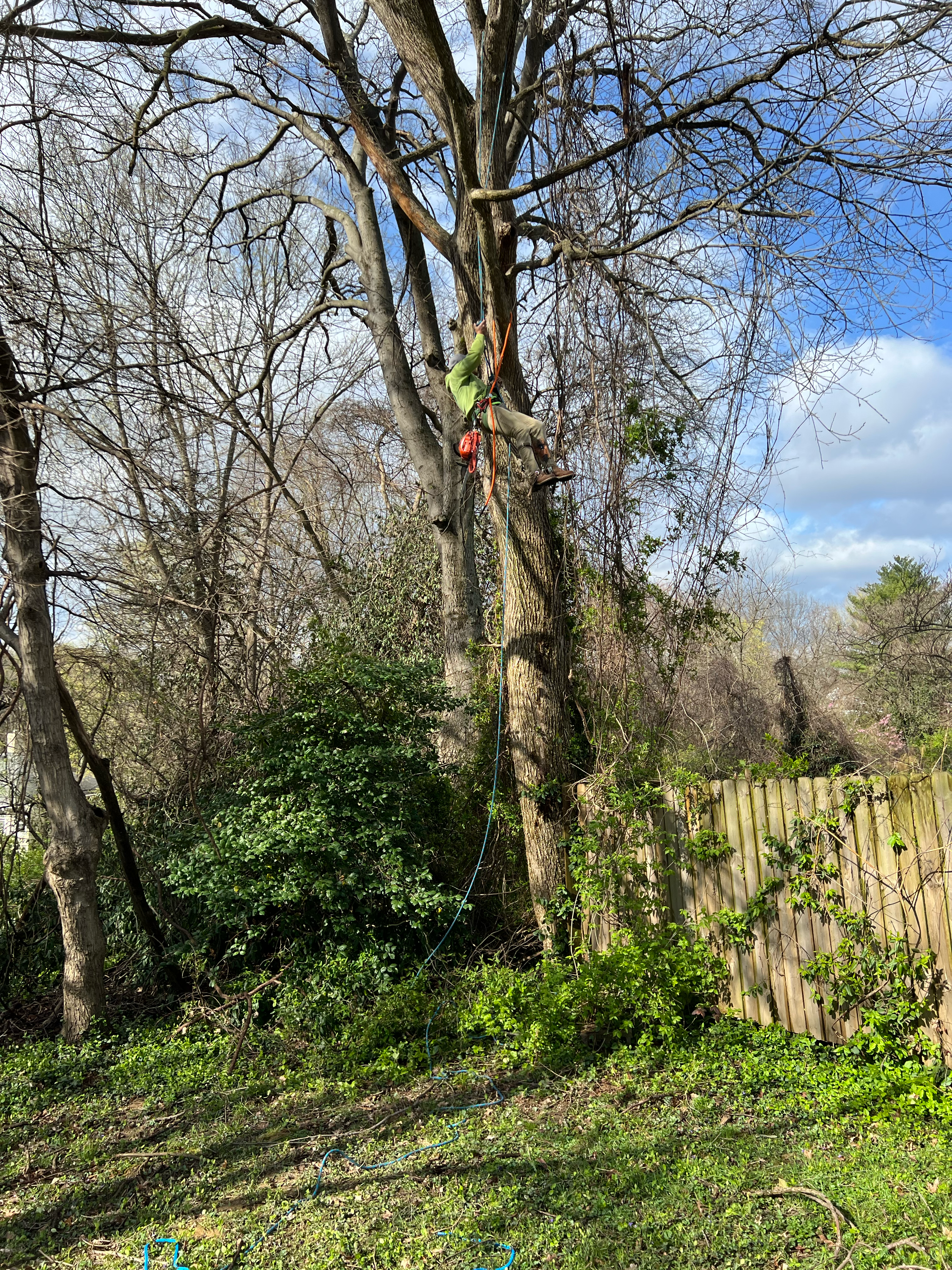 Avatar for C & A Tree Specialists