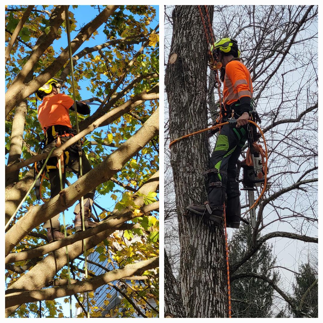 Logo for A&M Tree Services LLC.