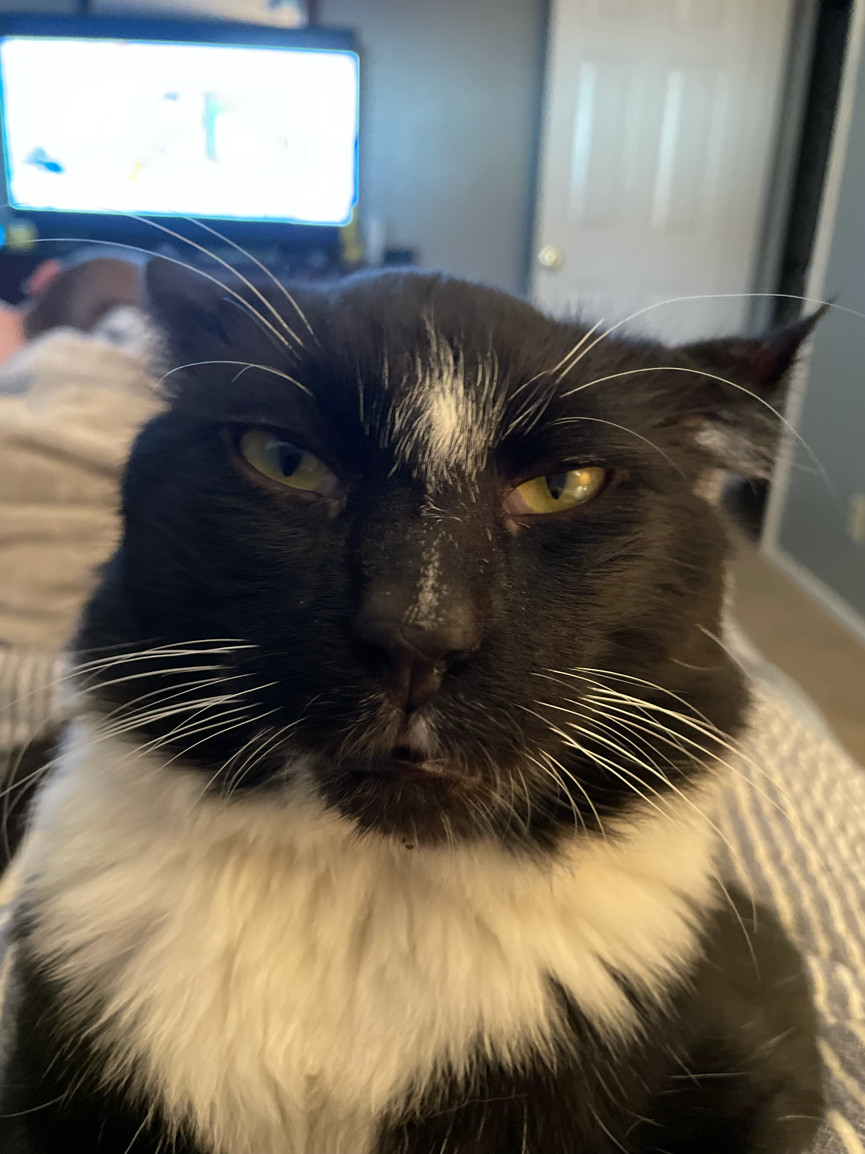 Avatar for Black cat shed moving and construction llc