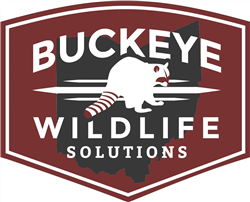 BUCKEYE WILDLIFE SOLUTIONS N.W. logo