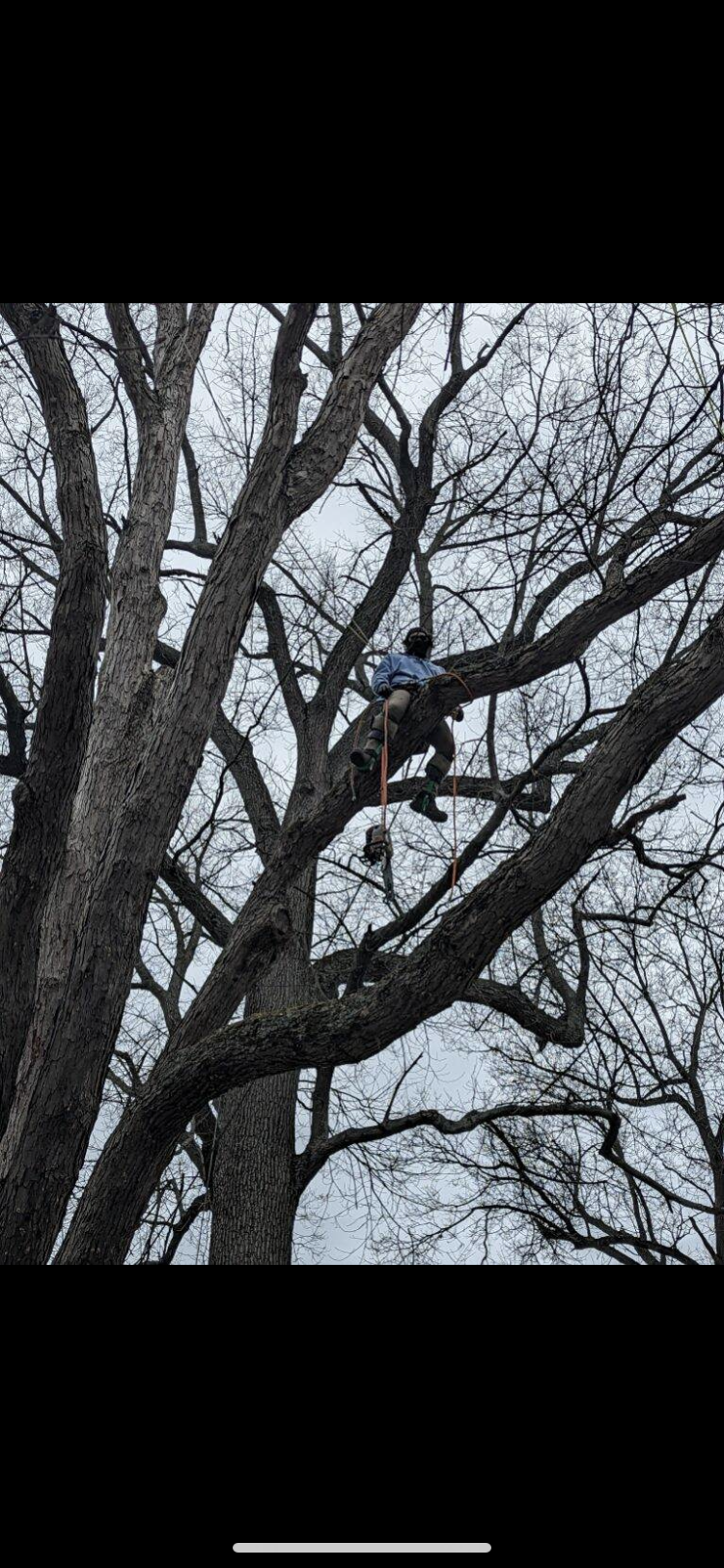 Avatar for Pro Tree Service