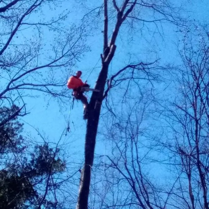 Avatar for Patriotic Tree Service