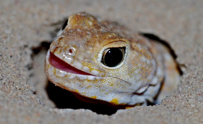 Barking Gecko logo