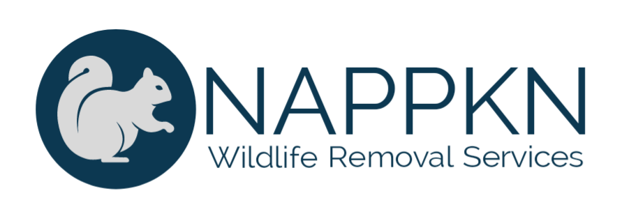 Nappkn Pest and Home Services logo