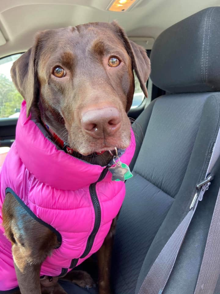 Avatar for 4 Paws Lawn Care