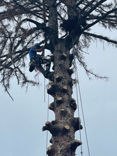 Avatar for Serenity Tree Care