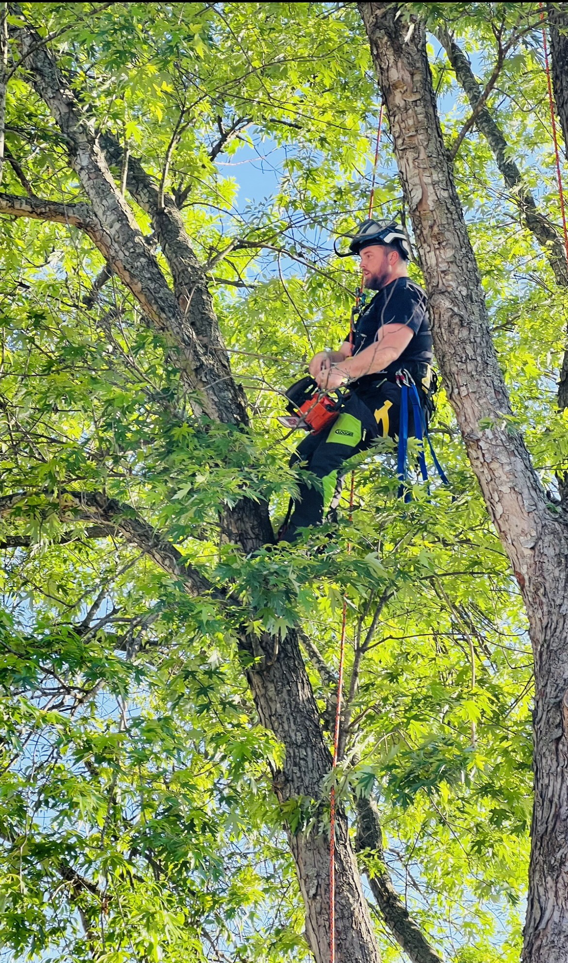 Avatar for Climb & Cut Tree Service LLC
