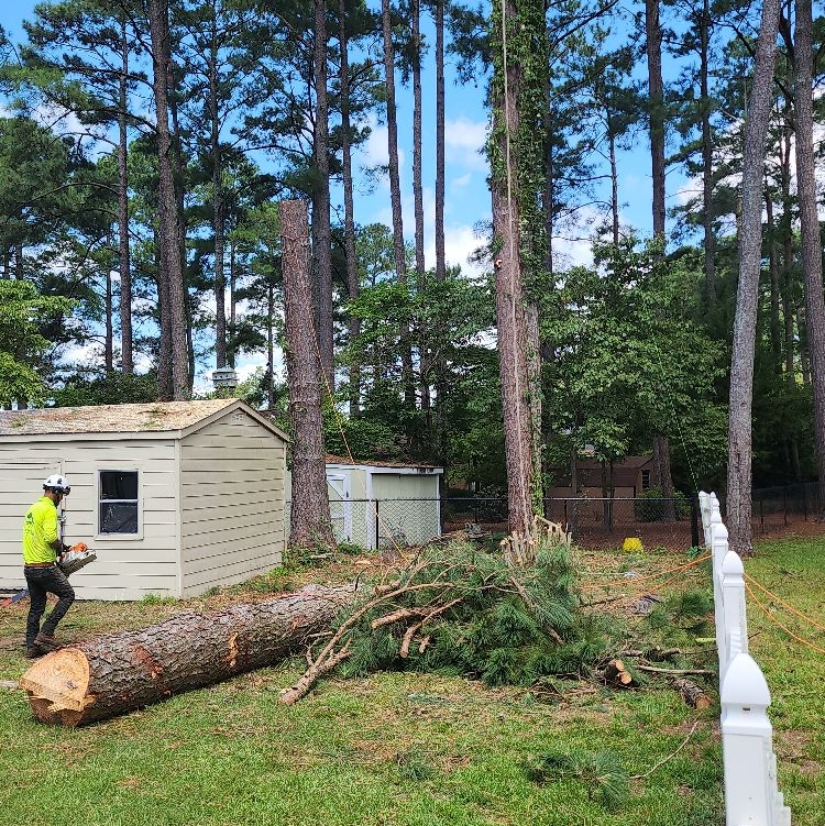 Avatar for Coutino Tree Services