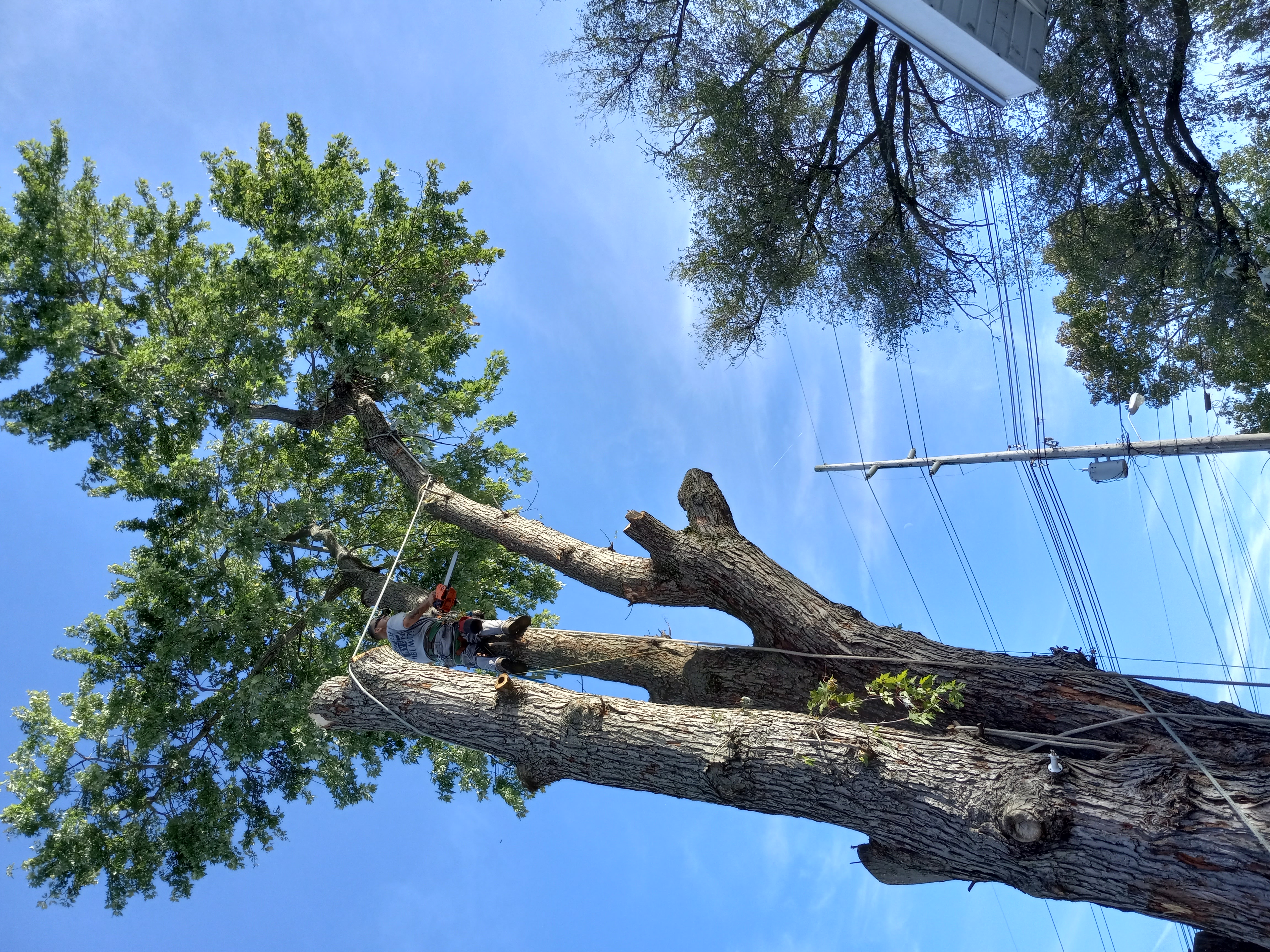 Avatar for Barker & Son Tree Service LLC