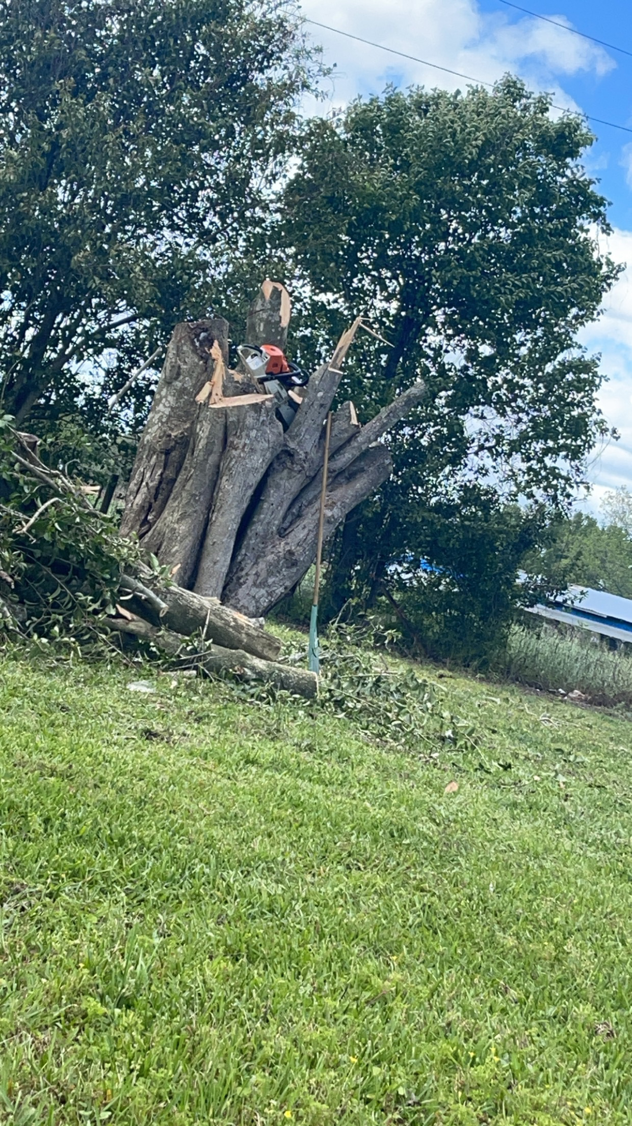 Avatar for Pro Tree Service
