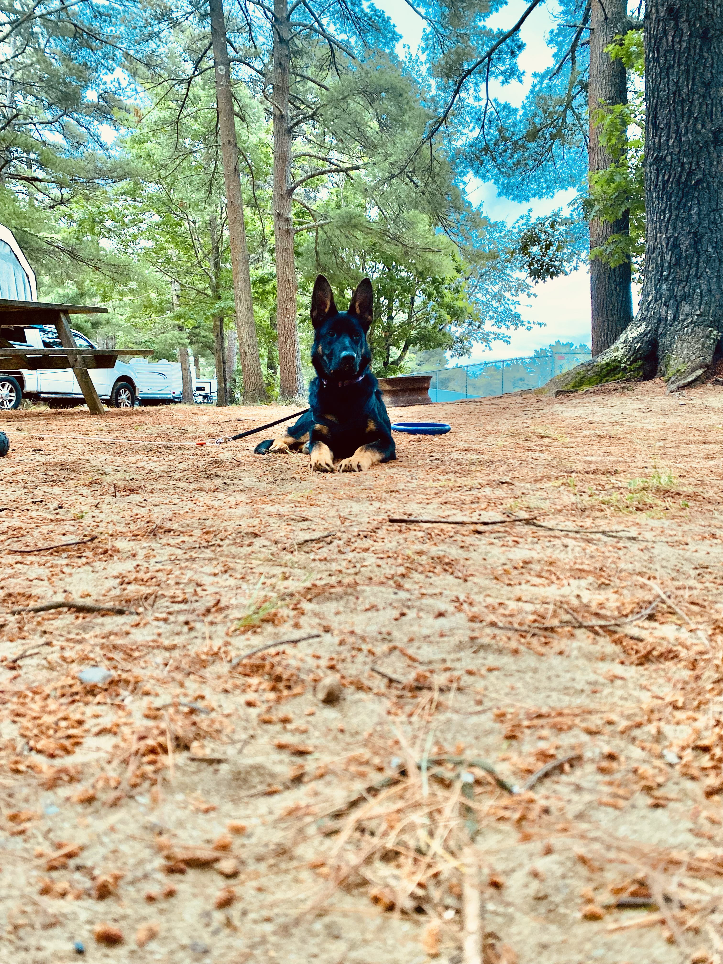 N.E Property Services logo