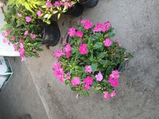 Avatar for Lawn Services & Clean up