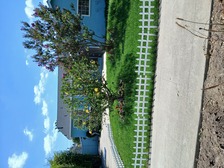 Avatar for Lawn Services & Clean up