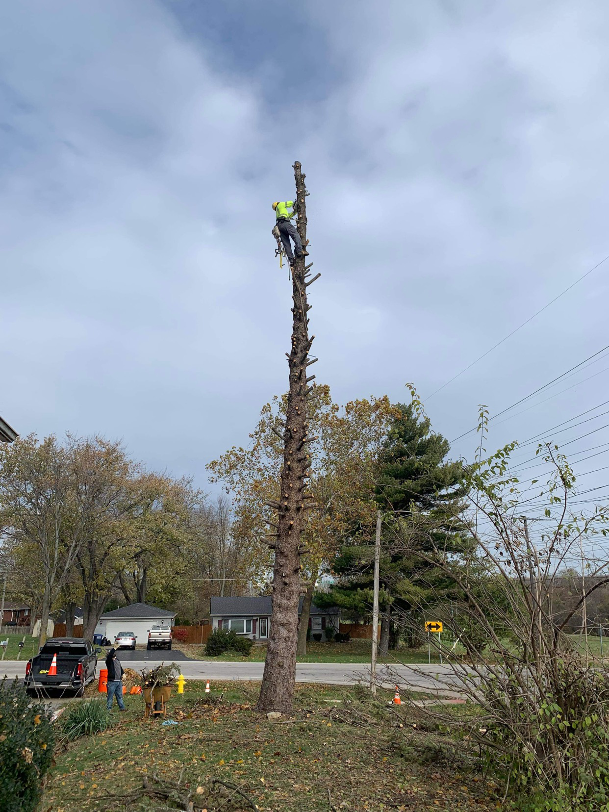 Alonso's Tree Service logo