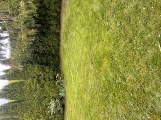 Domy bros pressure wash and lawncare llc logo