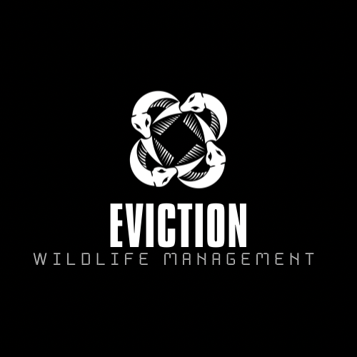Avatar for Eviction Wildlife Management