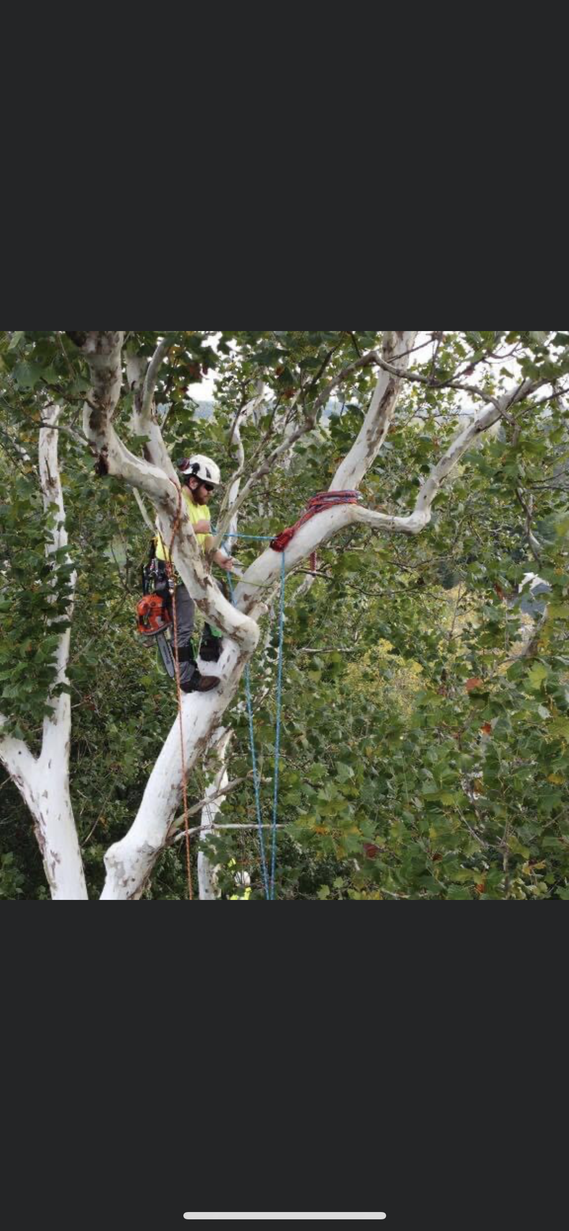 Avatar for Jts tree service