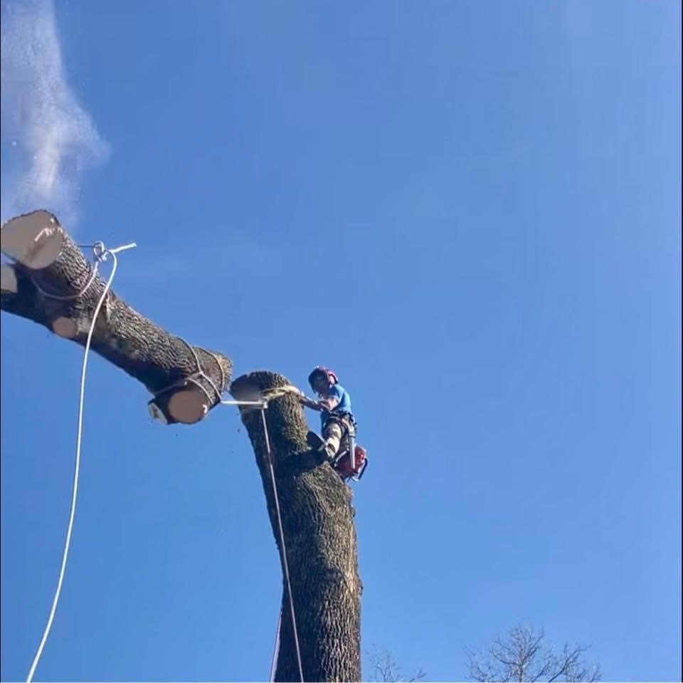 Avatar for Northeast Alabama Tree Experts