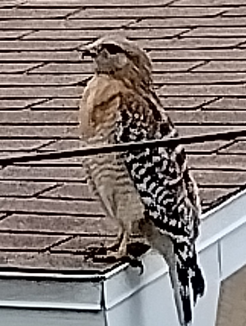 TAP HANDYMAN L.L.C. logo