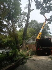 Avatar for Ruby's Tree Service
