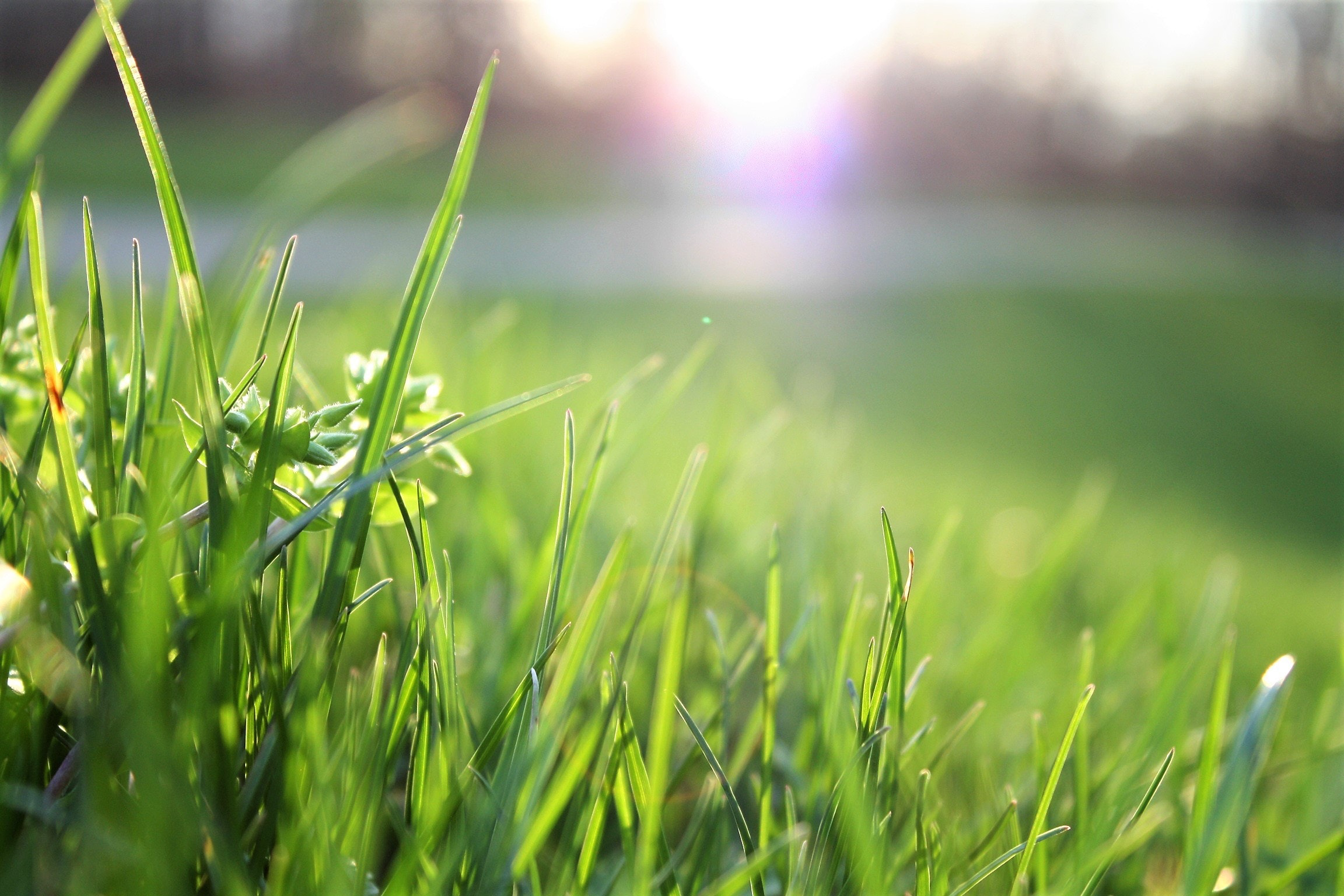 Avatar for Hometown Lawn and Turf Care LLC