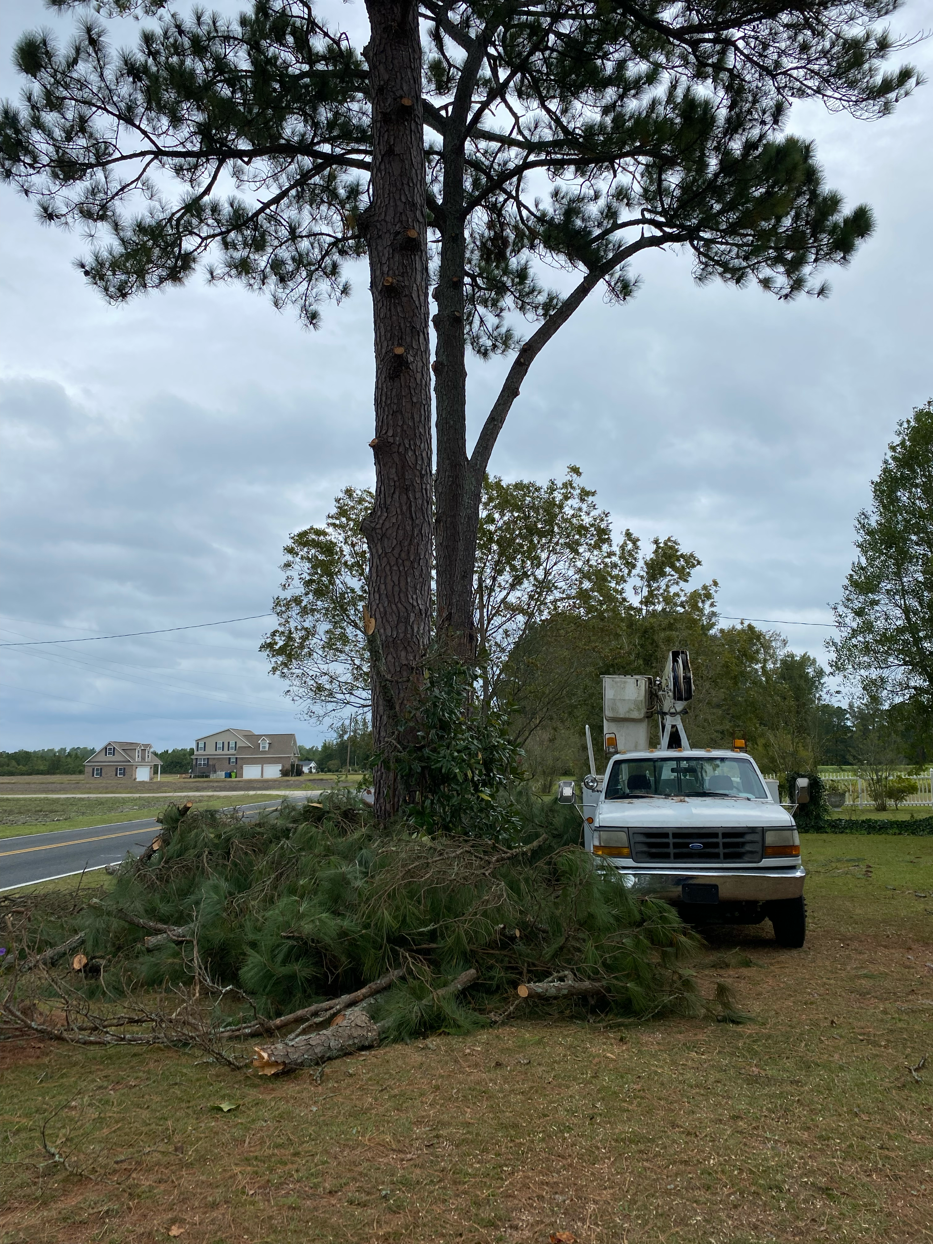 Avatar for A B Tree Service