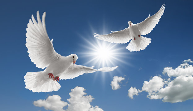 Avatar for dove2constructionhandyman