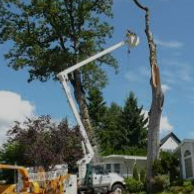 Logo for Plum Tree Service