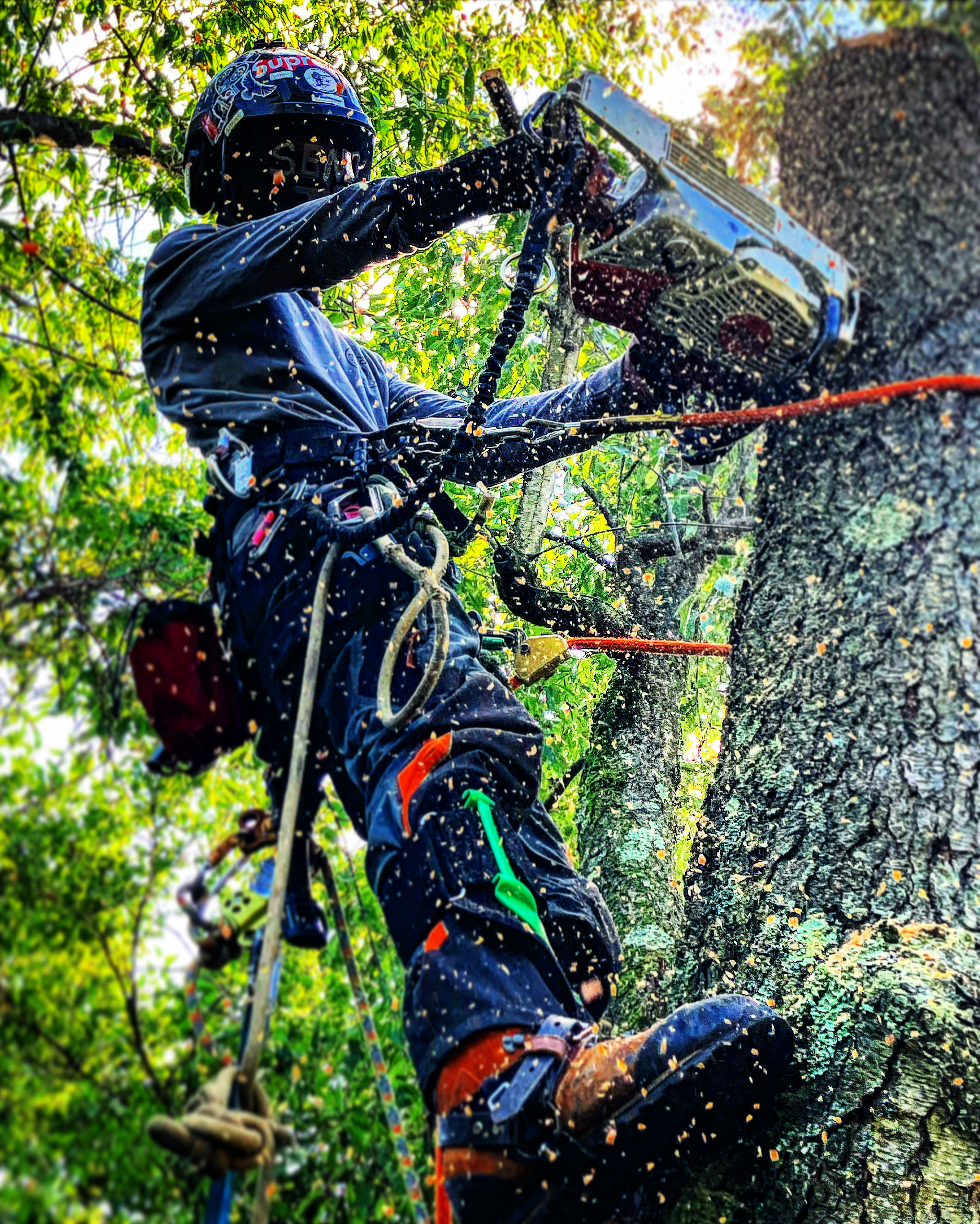 Triple T Tree Care logo