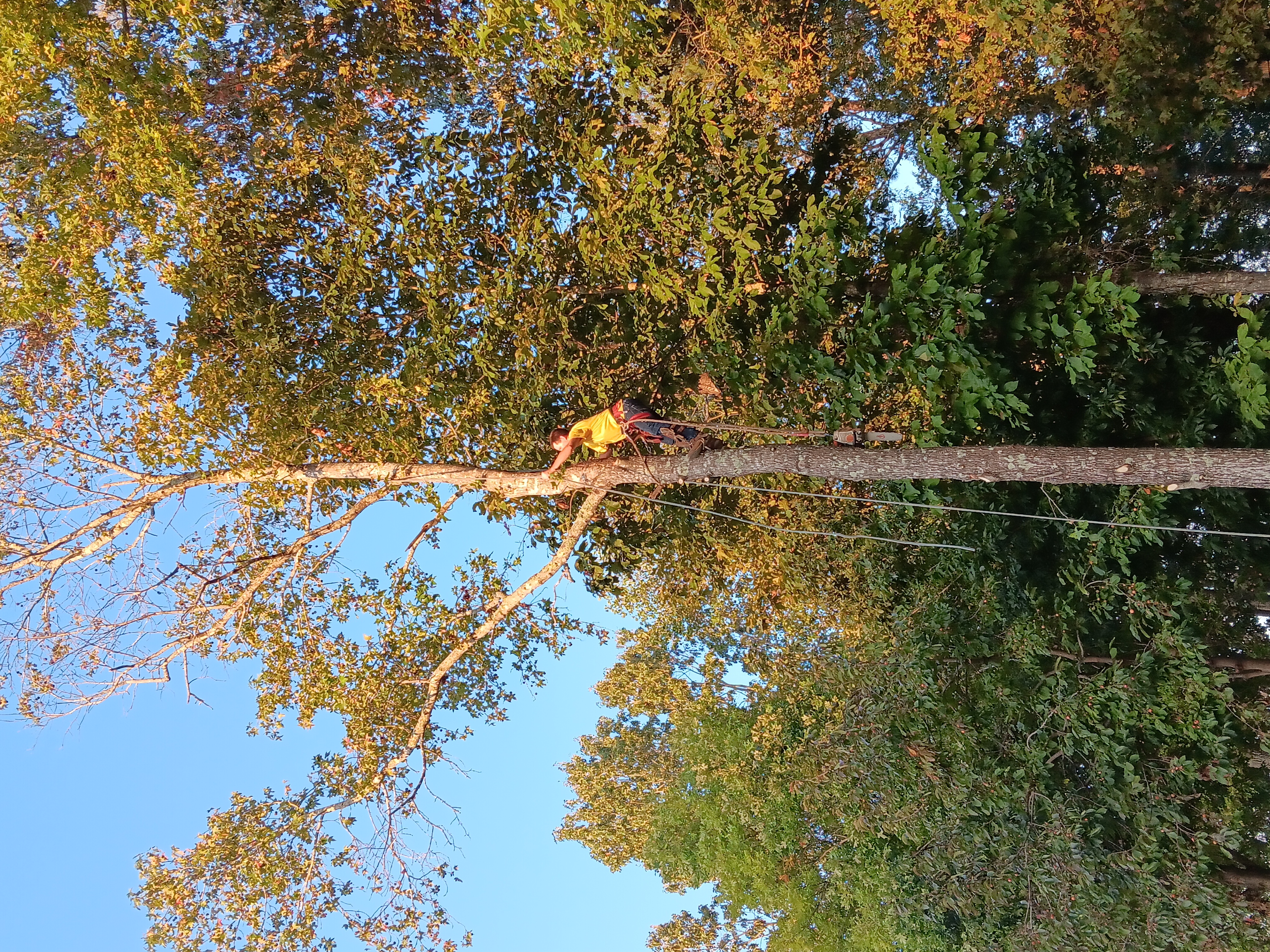 Avatar for SG Tree Services