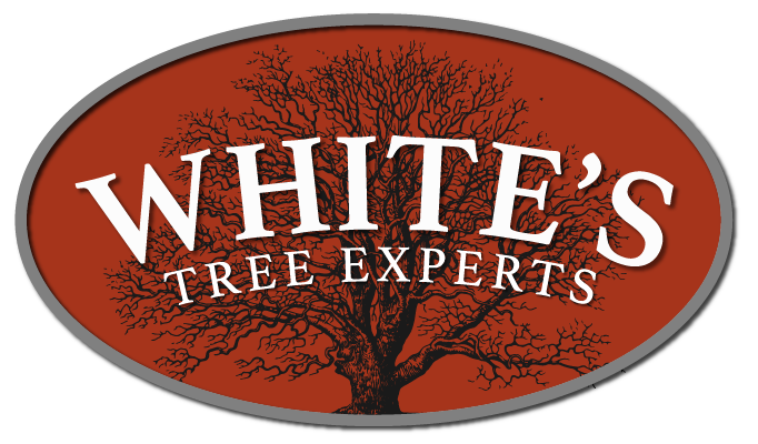 White's Tree Experts logo