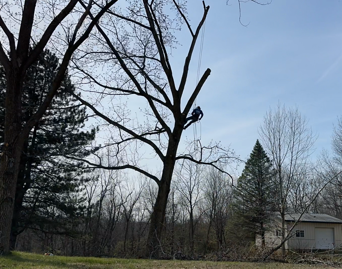 Wiegand Tree Service logo