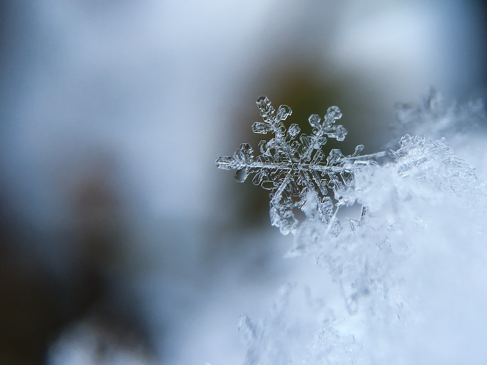 Avatar for The Snow Zone