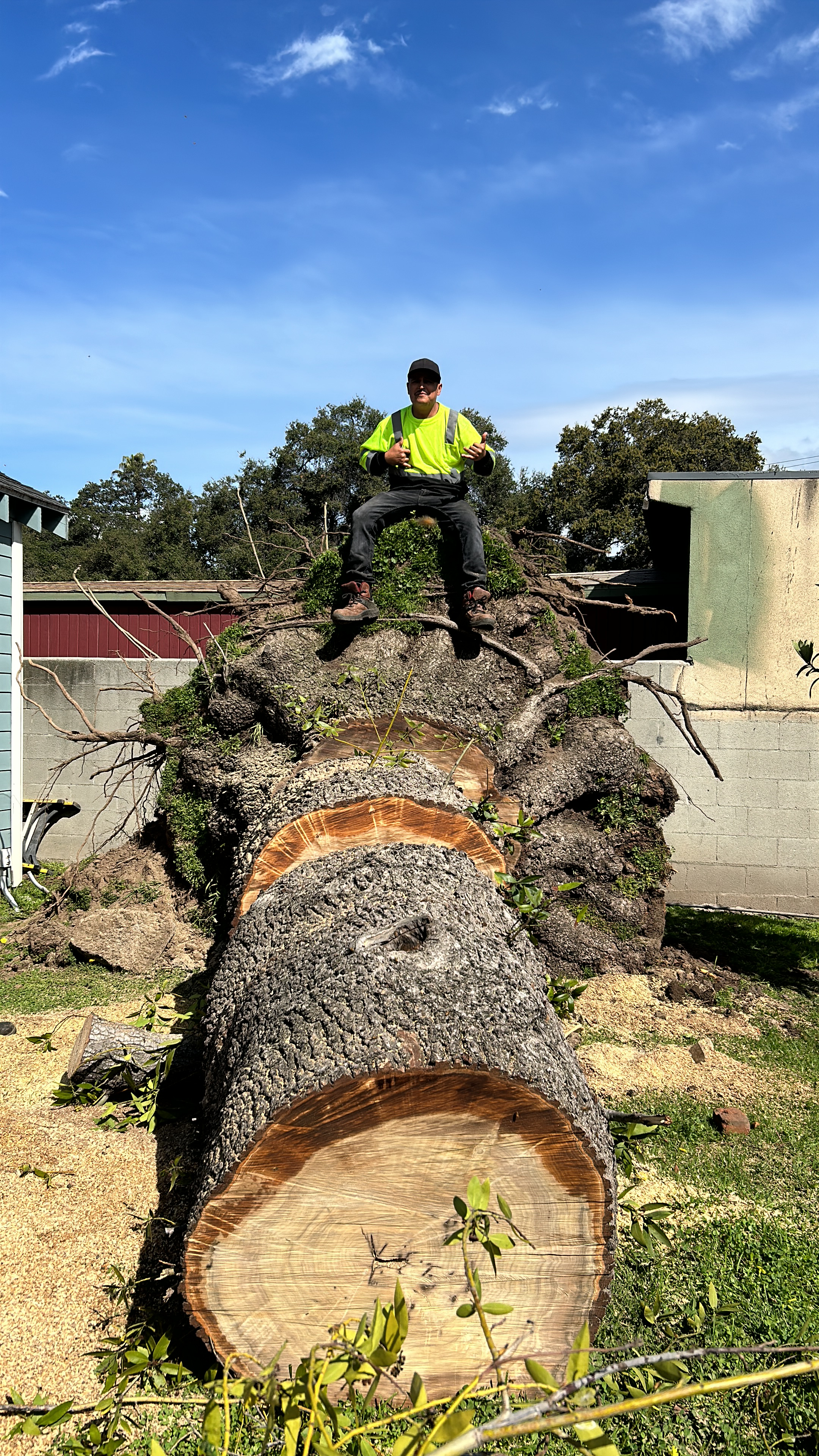 Avatar for Medina Tree Service