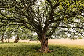 Avatar for T3 Trees