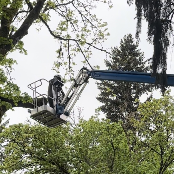 Avatar for Tony's Tree Service