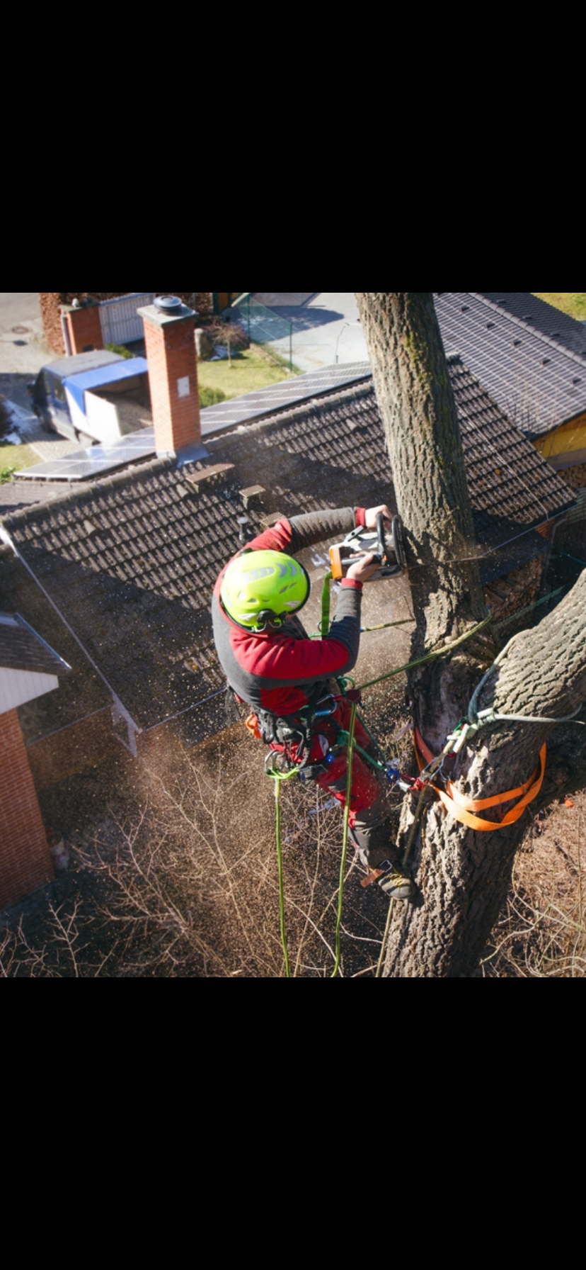 Avatar for A Better Tree Service