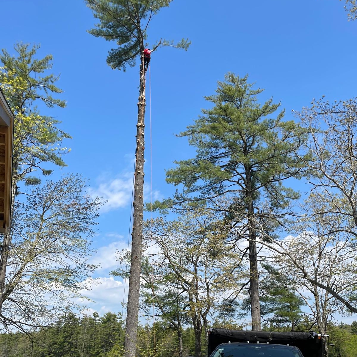 Avatar for GRL Tree Services