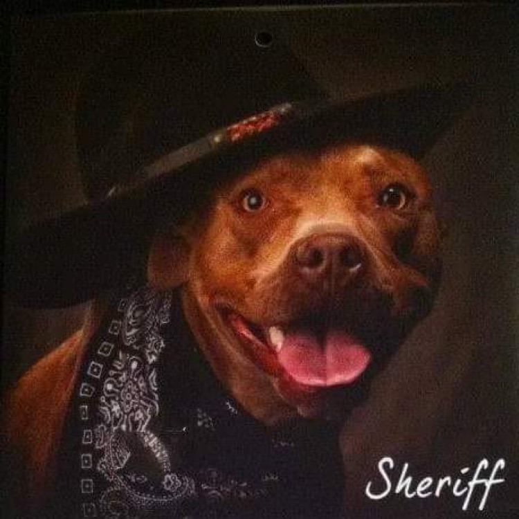 Logo for Sheriff’s Moving, Abq