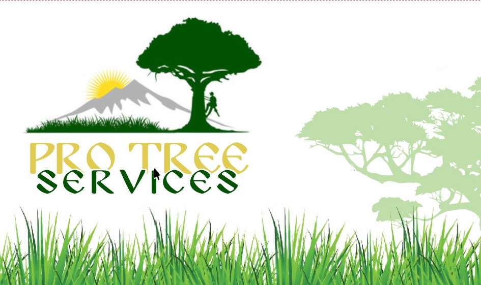 Avatar for Pro Tree Services
